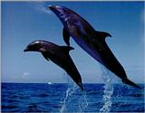 dolphins